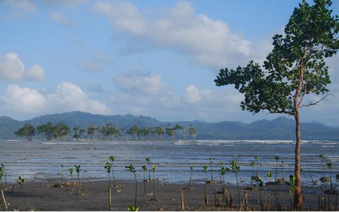 Penanaman 1000 Bibit Pohon Bakau di Bibir Pantai Manado